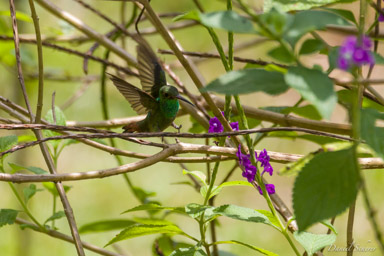 Dryade couronnée - 
Crowned Woodnymph  