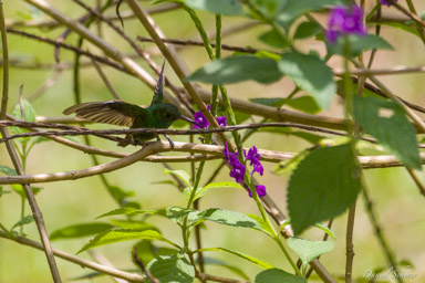 Dryade couronnée - 
Crowned Woodnymph  