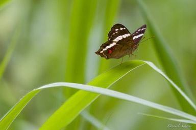 papillon  