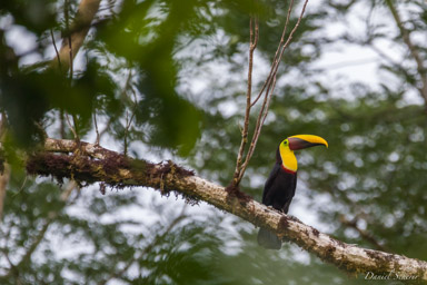 Toucan tocard
- Yellow-throated Toucan  