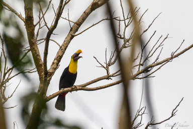 Toucan tocard
- Yellow-throated Toucan  