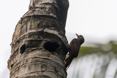 Grimpar  -
Woodcreeper  