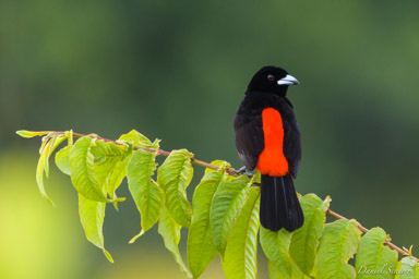 Tangara de Cherrie ♂ -
Cherrie's Tanager  