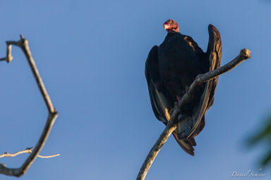 Urubu à tête rouge  - Turkey Vulture  