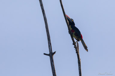 Araçari de Frantzius
 - Fiery-billed Aracari  