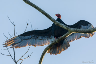 Urubu à tête rouge  - Turkey Vulture  