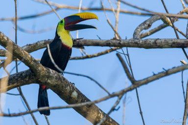 Toucan tocard
 - Yellow-throated Toucan  