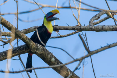 Toucan tocard
 - Yellow-throated Toucan  
