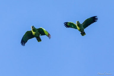 Amazone poudrée- Southern Mealy Amazon  