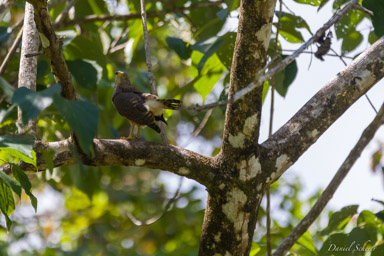 Buse à gros bec
 - Roadside Hawk  