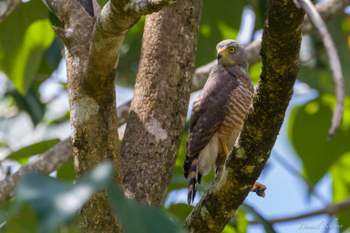 Buse à gros bec
 - Roadside Hawk  