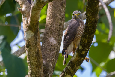 Buse à gros bec
 - Roadside Hawk  