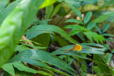 Anole lézard  