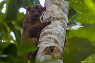 Kinkajou - Honey Bear - Potos flavus  