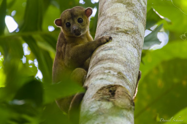 Kinkajou - Honey Bear - Potos flavus  