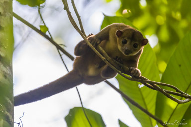 Kinkajou - Honey Bear - Potos flavus  