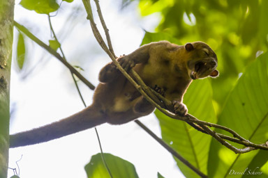 Kinkajou - Honey Bear - Potos flavus  