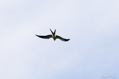 Milan à queue fourchue
- Swallow-tailed Kite  