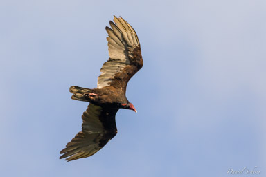 Urubu à tête rouge  - Turkey Vulture  
