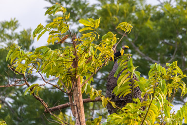 Toucan tocard
 - Yellow-throated Toucan  
