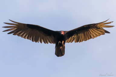 Urubu à tête rouge  - Turkey Vulture  