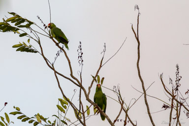 Amazone à lores rouges -
Red-lored Amazon  