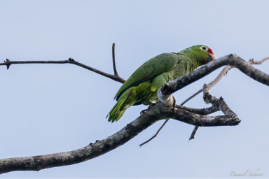 Amazone à lores rouges -
Red-lored Amazon  