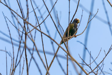 Pione à couronne blanche
- White-crowned Parrot  