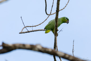Amazone poudrée- Southern Mealy Amazon  