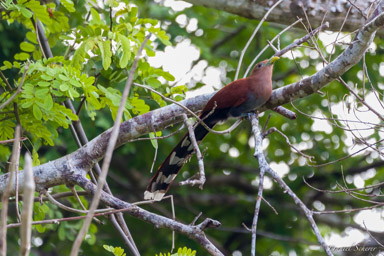 Piaye écureuil
 - Squirrel Cuckoo  