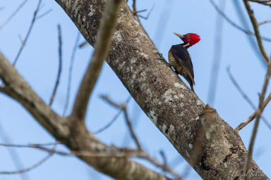 Pic à bec clair
 - Pale-billed Woodpecker  