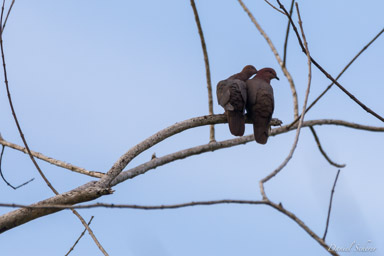 Pigeon à bec noir
- Short-billed Pigeon  