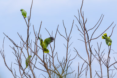 Amazone poudrée- Southern Mealy Amazon  