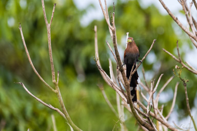 Piaye écureuil
 - Squirrel Cuckoo  