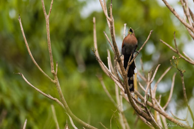 Piaye écureuil
 - Squirrel Cuckoo  