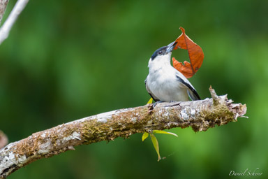 Tityre à tête noire ♂
 - Black-crowned Tityra  
