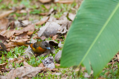 Tangara de Cherrie ♀
 - Cherrie's Tanager  