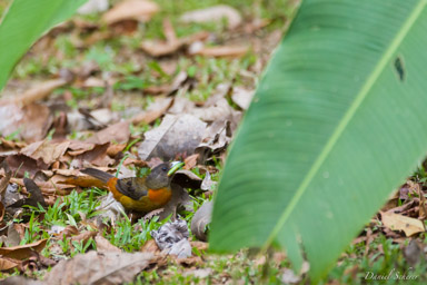 Tangara de Cherrie ♀
 - Cherrie's Tanager  