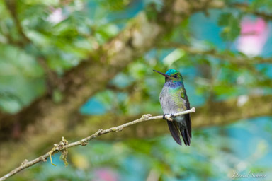 Colibri de Rivoli -
Rivoli's Hummingbird  