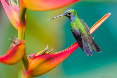 Colibri de Rivoli -
Rivoli's Hummingbird  