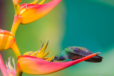 Colibri de Rivoli -
Rivoli's Hummingbird  