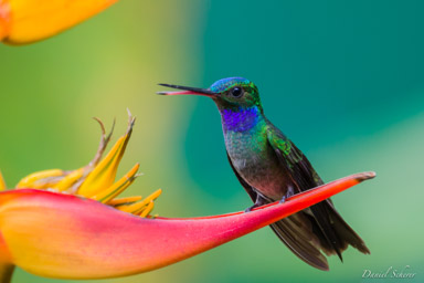 Colibri de Rivoli -
Rivoli's Hummingbird  