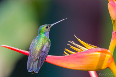 Colibri de Rivoli -
Rivoli's Hummingbird  