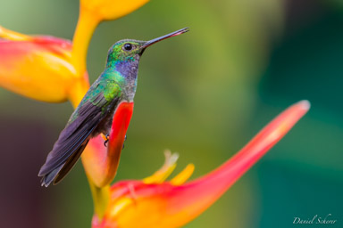 Colibri de Rivoli -
Rivoli's Hummingbird  