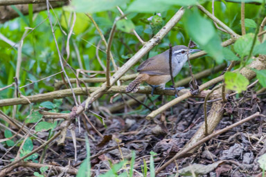 Troglodyte modeste
- Cabanis's Wren  