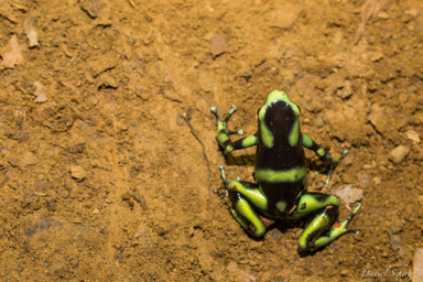 Dendrobates auratus  