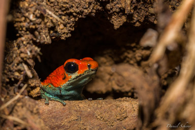  dendrobate granuleuse - Oophaga granulifera  Oophaga granulifera mesure de 22 à 23 mm