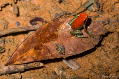  dendrobate granuleuse - Oophaga granulifera  Oophaga granulifera mesure de 22 à 23 mm