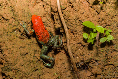  dendrobate granuleuse - Oophaga granulifera  Oophaga granulifera mesure de 22 à 23 mm