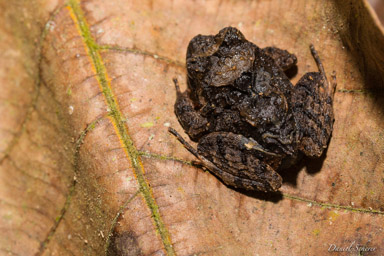 Pristimantis cruentus  